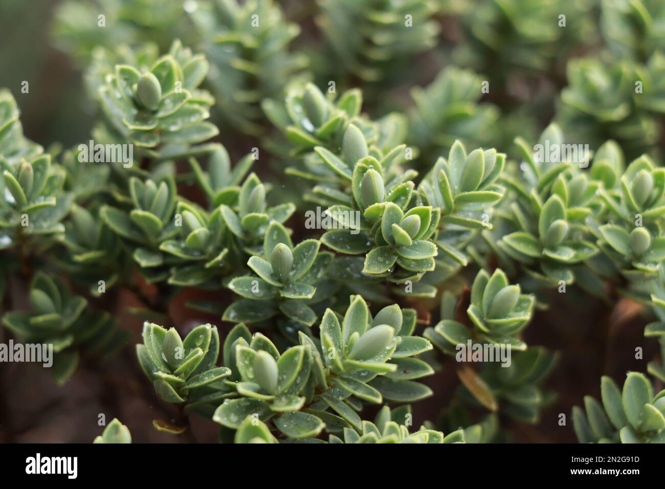 Evergreen plant Hebe with pale, fine leaves.Callitrichaceae Evergreen. Plantaginaceae Stock Photo