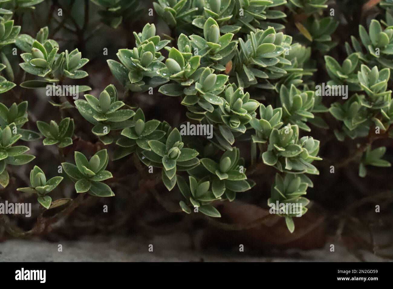 Evergreen plant Hebe with pale, fine leaves.Callitrichaceae Evergreen. Plantaginaceae Stock Photo