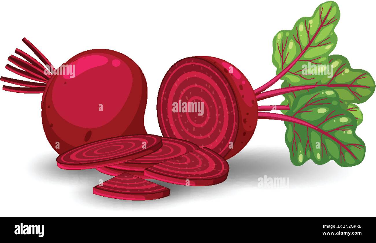 Whole beetroot and sliced on white background illustration Stock Vector