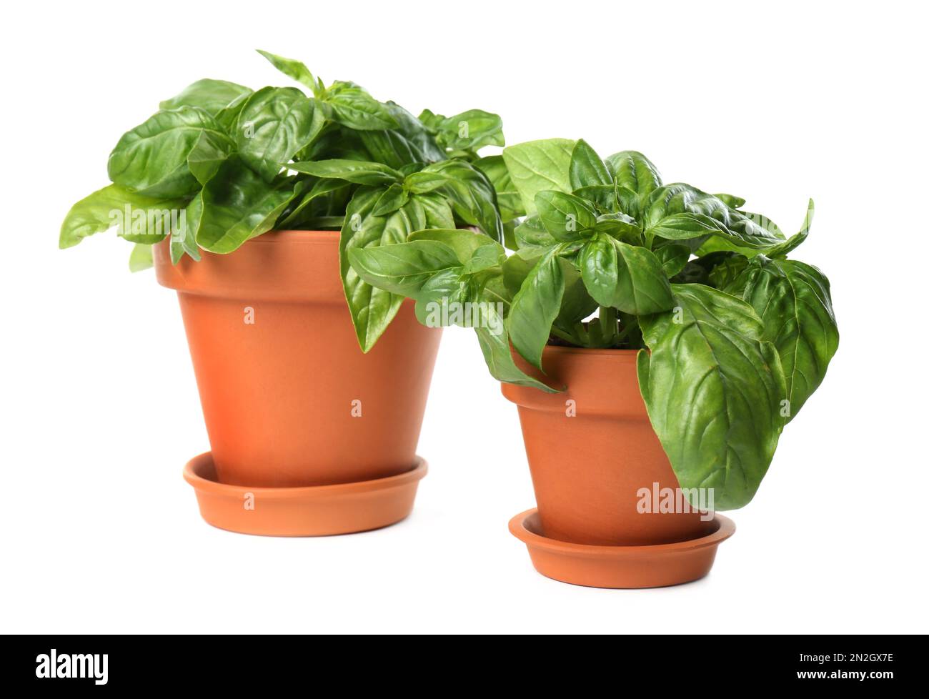 Lush green basil in pots on white background Stock Photo - Alamy