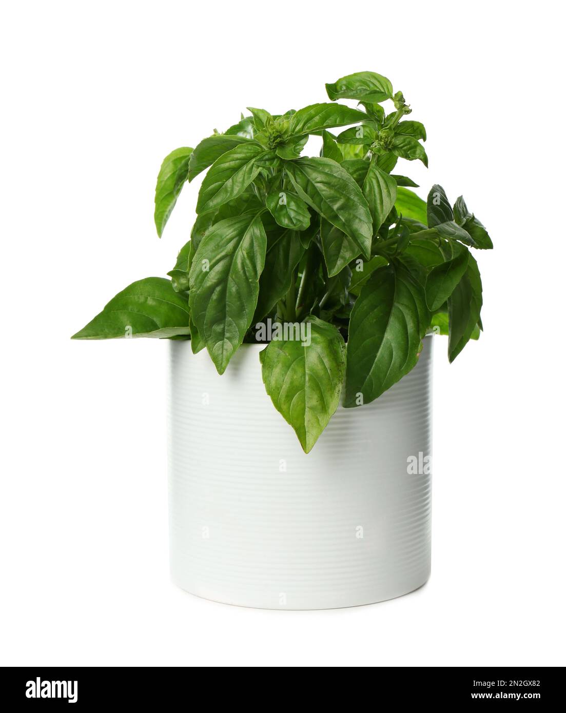 Lush green basil in pot isolated on white Stock Photo - Alamy