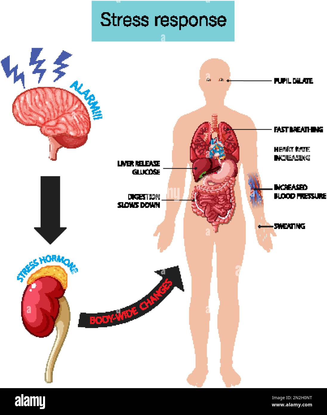 Stress response anatomical diagram with body inner illustration Stock ...