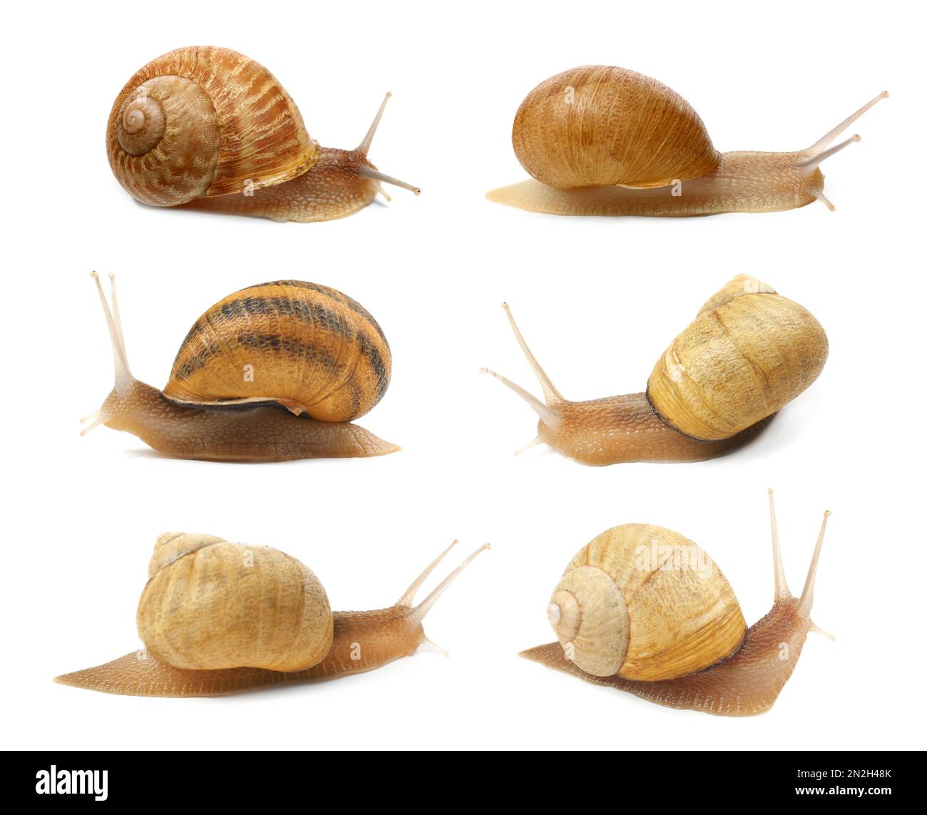 Collection of common garden snails on white background Stock Photo Alamy