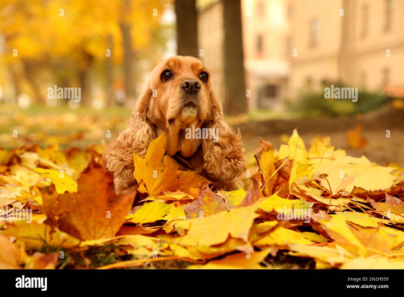 Cocker spaniel in park hi-res stock photography and images - Alamy
