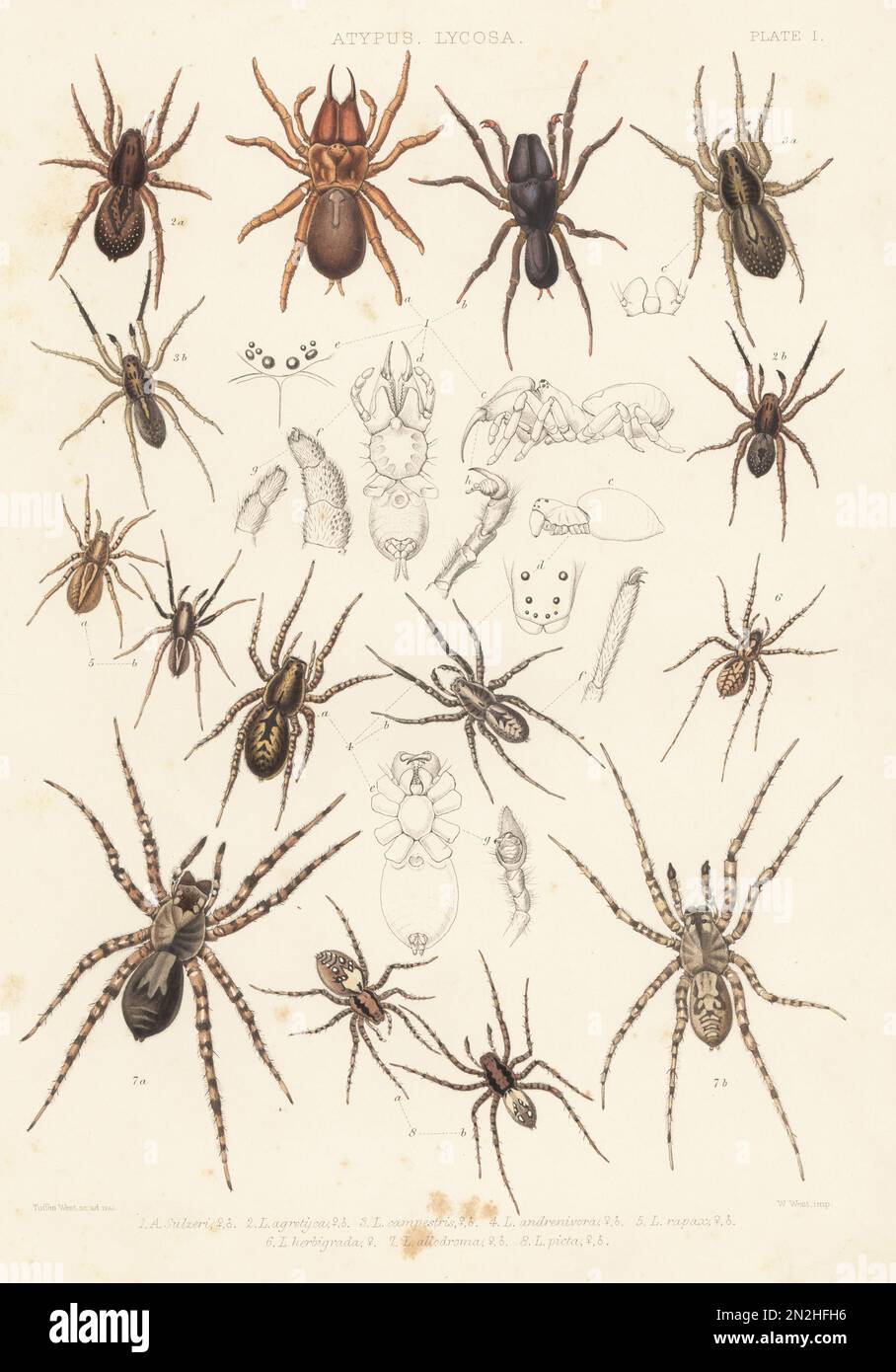 Purse web spider, Atypux affinis 1, ground wolf spider, Trochosa terricola 2, rustic wolf spider, Trochosa ruricola 3, wolf spider, Alopecosa accentuata 4, Alopecosa pulverulenta 5, Pardosa palustris 6, Arctosa cinerea 7 and sand bear spider, Arctosa perita 8. Handcoloured lithograph by W. West after Tuffen West from John Blackwall’s A History of the Spiders of Great Britain and Ireland, Ray Society, London, 1861. Stock Photo