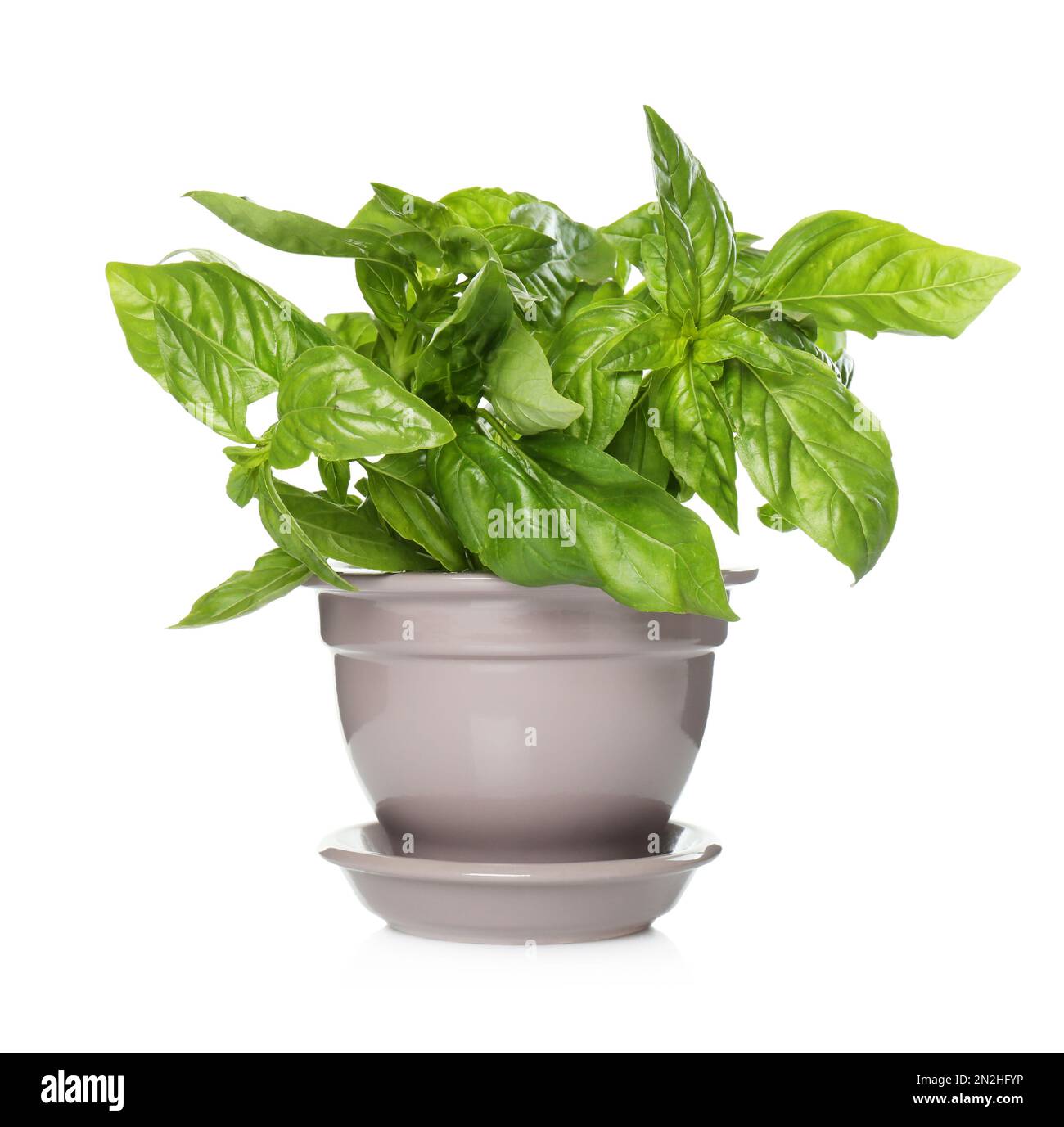 Lush green basil in pot isolated on white Stock Photo - Alamy