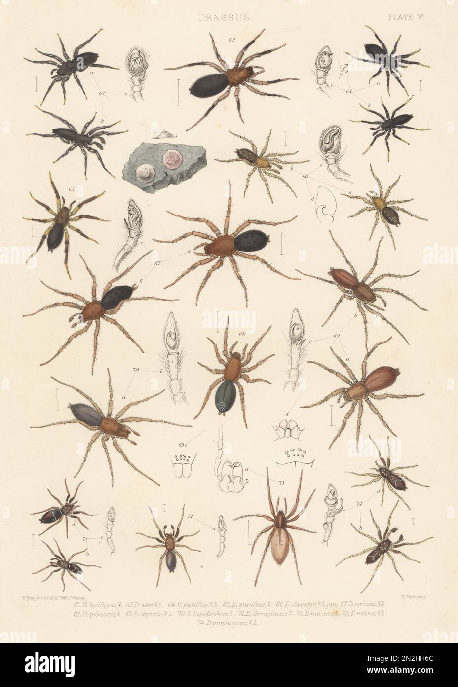 Ground spiders: Gnaphosa lucifuga 62, Zelotes apricorum 63, Drassyllus pusillus 64, Zelotes electus 65, Haplodrassus signifer 66, Scotophaeus blackwalli 67, Haplodrassus silvestris 68, Drassodes cupreus 69, Drassodes lapidosus 70, Micaria pulicaria 71, Drassodes cambridgei 72, Micaria pulicaria 73, and Phrurolithis festivus 74. Handcoloured lithograph by W. West after Robert Templeton and Tuffen West from John Blackwall’s A History of the Spiders of Great Britain and Ireland, Ray Society, London, 1861. Stock Photo