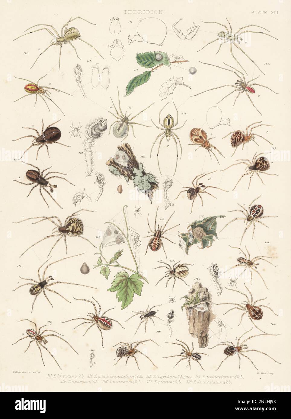 Common house spider, Achaearanea tepidariorum 114, Achaearanea riparia 115, tangle-web spider, Theridion sisyphium 116, cobweb spiders, Theridion pictum 117, and Theridion melanurum 118. Handcoloured lithograph by W. West after Tuffen West from John Blackwall’s A History of the Spiders of Great Britain and Ireland, Ray Society, London, 1861. Stock Photo