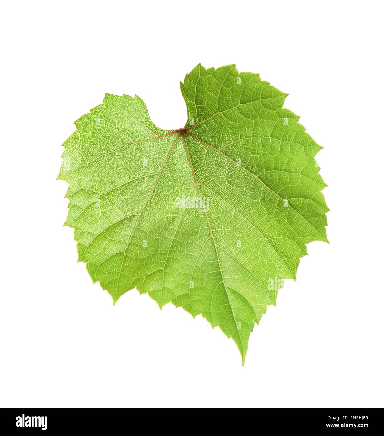 Fresh green grape leaf isolated on white Stock Photo - Alamy