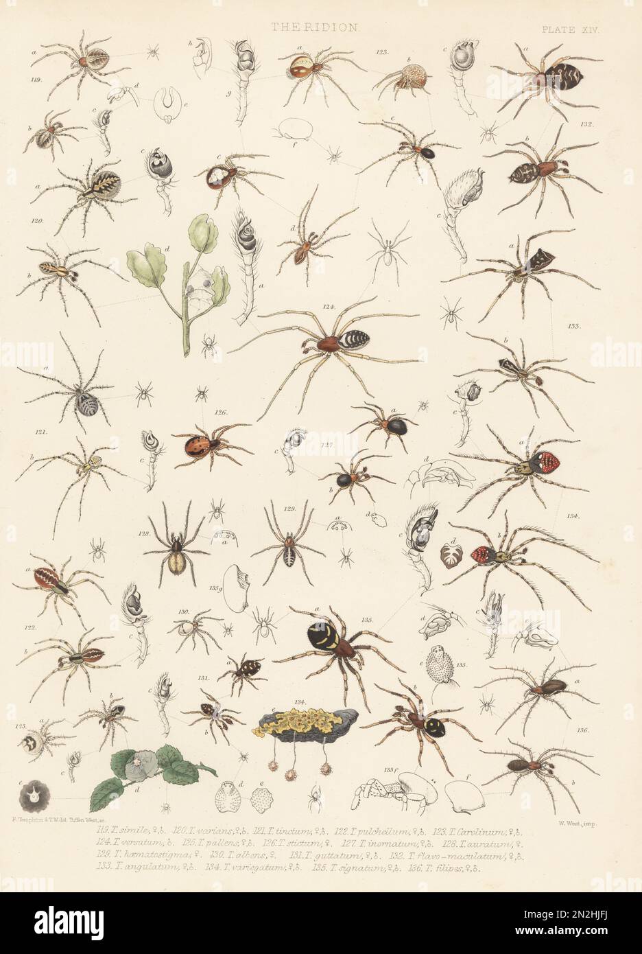 Comb-footed spider, Simitidion simile 119, cobweb spider, Theridion varians 120, Platnickina tincta 121, Anelosimus vittatus 122, Neottiura bimaculata 123, Steatoda grossa 124, Paidiscura pallens 125, 130, Crustulina sticta 126, Dipoena inornata 127, unknown Theridion species 128, 129, 134, Crustulina guttata 131, Euryopis flavomaculata 132, Episinus angulatus 133, Steatoda phalerata 135, and Diplostyla concolor 136. Handcoloured lithograph by W. West after Robert Templeton and Tuffen West from John Blackwall’s A History of the Spiders of Great Britain and Ireland, Ray Society, London, 1861. Stock Photo