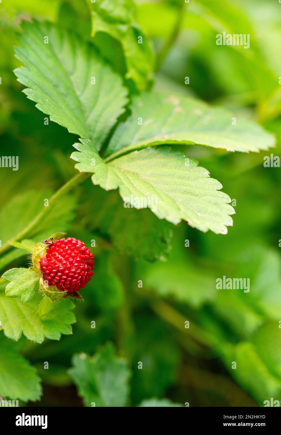 Wild decorative red strawberry with green leaves in the summer in the forest. Stock Photo