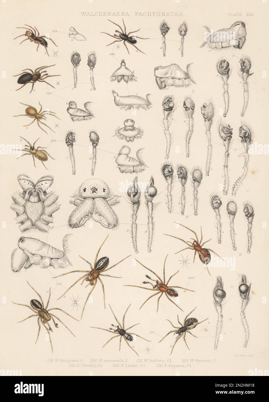 Sheet weaver spider, Trichopterna thorelli 229, dwarf spider, Pelecopsis nemoralis 230, Peponocranium ludicrum 231, Savignia frontata 232, long-jawed orbweavers, Pachygnatha clercki 233, Pachygnatha listeri 234, Pachygnatha degeeri 235, Lophomma punctatum A, Oedothorax gibbosus B, Erigone atra C, Neriene agrestis D, and Oedothorax fuscus E. Handcoloured lithograph by W. West from John Blackwall’s A History of the Spiders of Great Britain and Ireland, Ray Society, London, 1861. Stock Photo