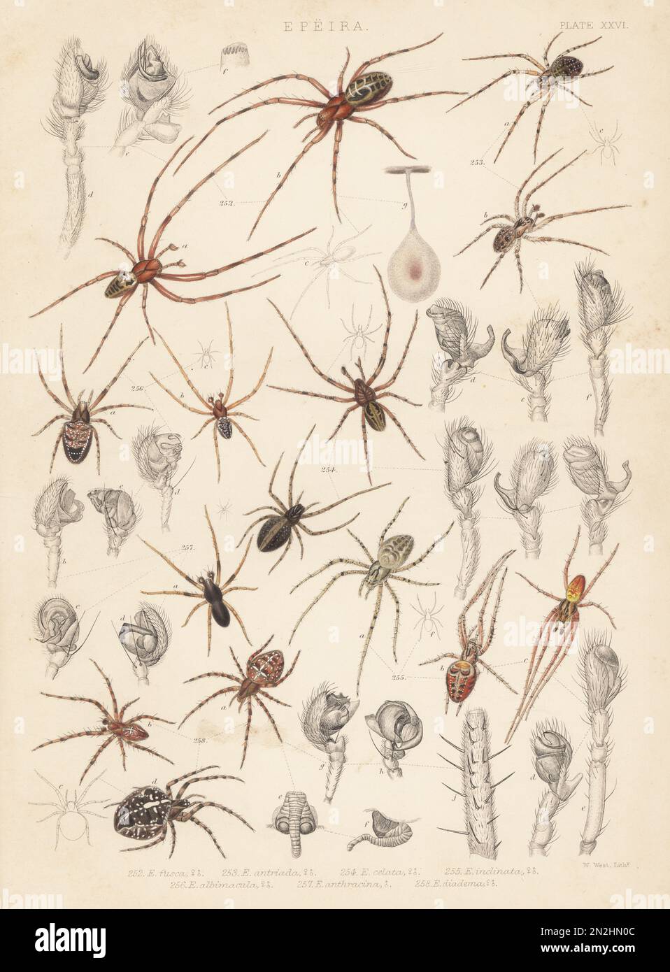 European cave spider, Meta menardi (Epeira fusca) 252, Metellina merianae (E. antriada) 253, Metellina merianae var. celata (E. celata) 254, Metellina segmentata (E. inclinata) 255, orbweaver, Zilla diodia (E. albimacula) 256, Hypsosinga pygmaea (E. anthracina) 257, and garden or diadem spider, Araneus diadematus (E. diadema) 258. Handcoloured lithograph by W. West from John Blackwall’s A History of the Spiders of Great Britain and Ireland, Ray Society, London, 1861. Stock Photo