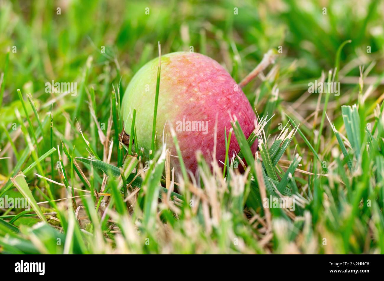 Fresh young apple on cut grass close-up in the garden. Stock Photo