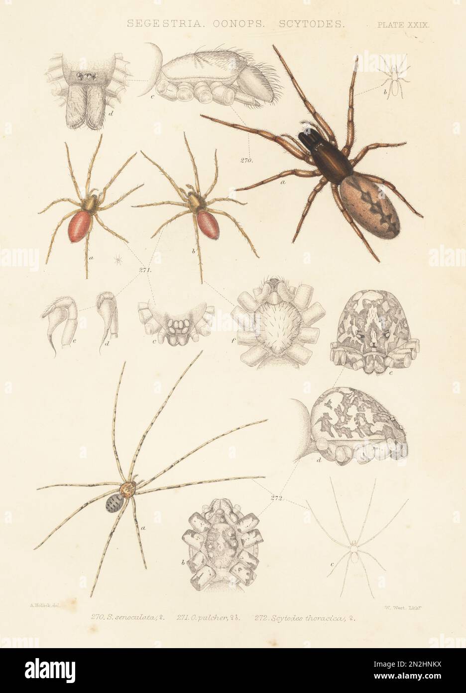 Snake-back spider, Segestria senoculata 270, goblin spider, Oonops pulcher 271, and spitting spider, Scytodes thoracica 272. Handcoloured lithograph by W. West after Alfred Hollick from John Blackwall’s A History of the Spiders of Great Britain and Ireland, Ray Society, London, 1861. Stock Photo