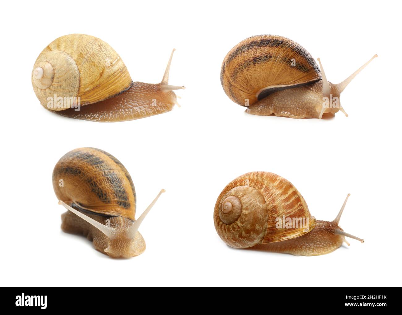 Collection of common garden snails on white background Stock Photo Alamy