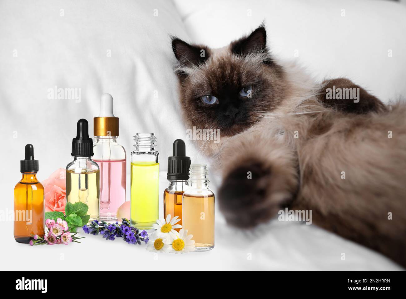 Picture of Diffusing therapy hi-res stock photography and images - Alamy