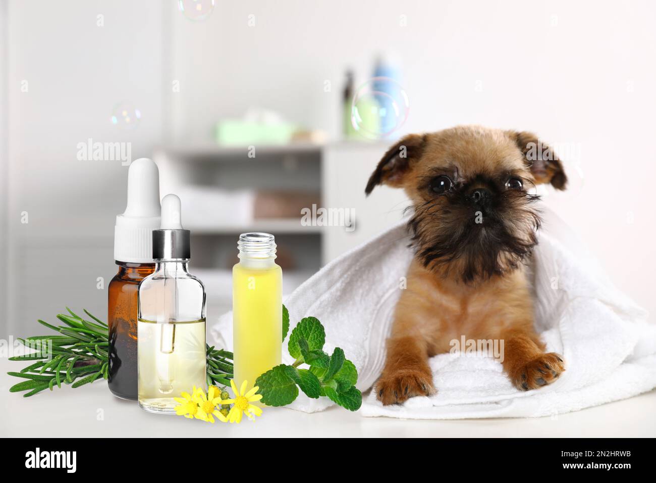 Aromatherapy for animals. Essential oils and Brussels Griffon dog on table Stock Photo