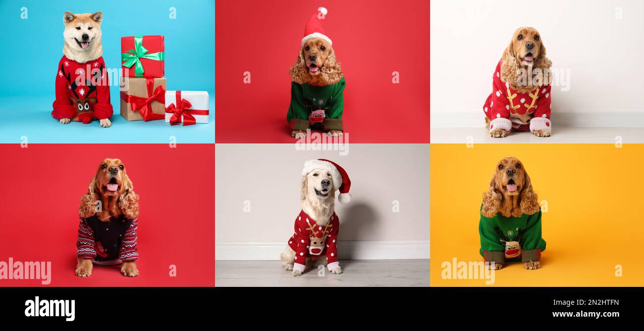 Cute dogs in Christmas sweaters and Santa hats on color backgrounds ...