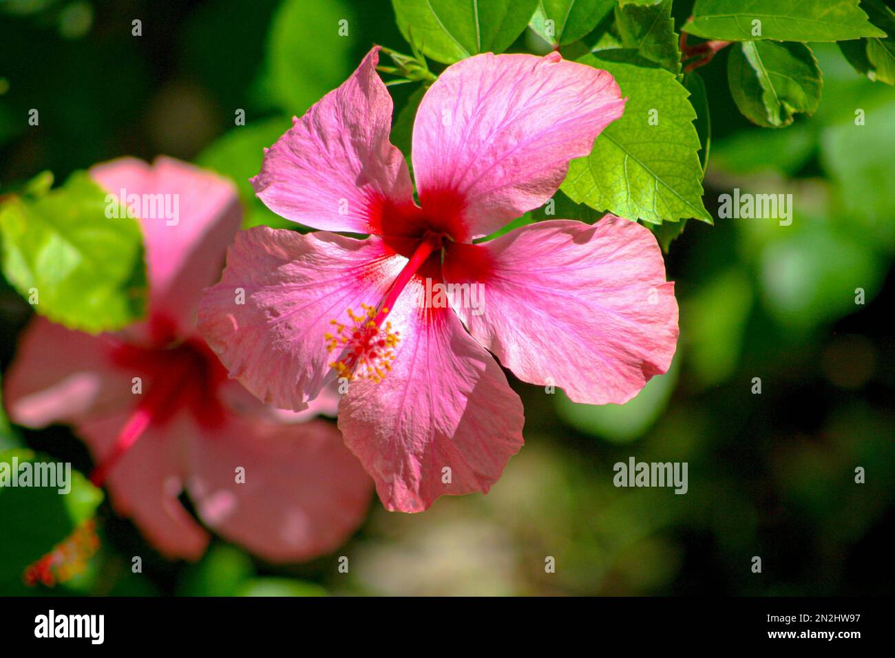 To blossom, the lotus flower must grow through mud and dirty pond water