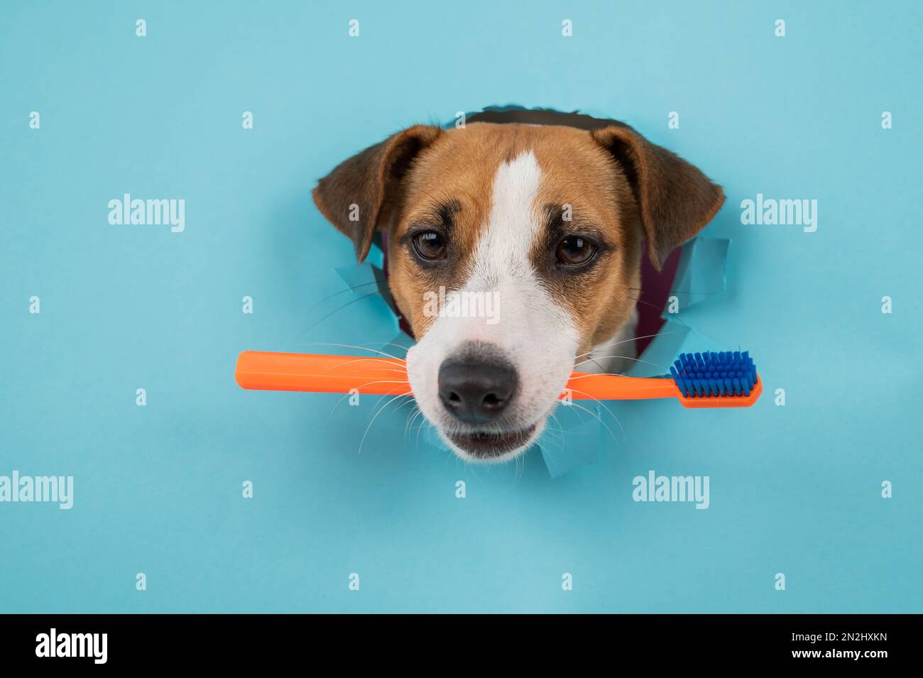 The muzzle of a Jack Russell Terrier sticks out through a hole in a