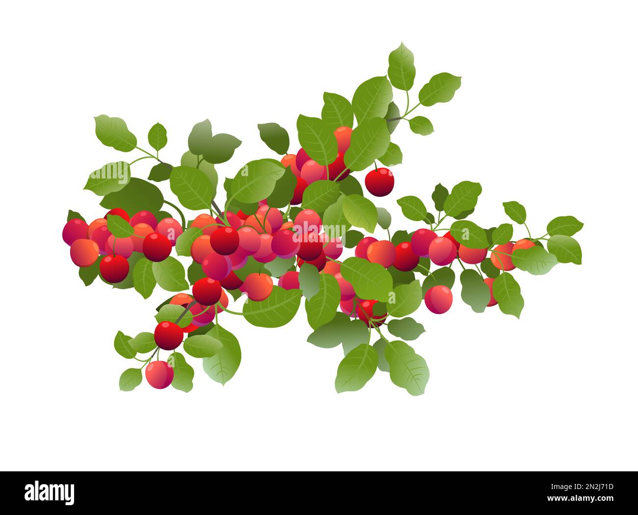 Tree branch cherry plum with ripe fruits. Garden plant with edible