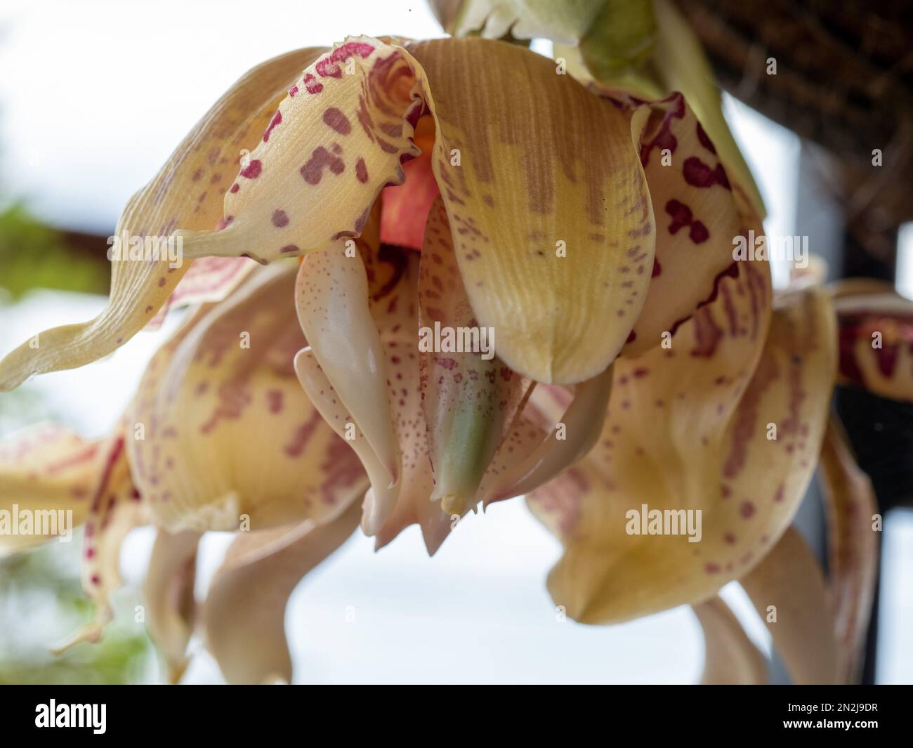 Upside down Orchid flowers, Stanhopea orchids in bloom, large and Vanilla Scented, growing downwards from a hanging basket Stock Photo