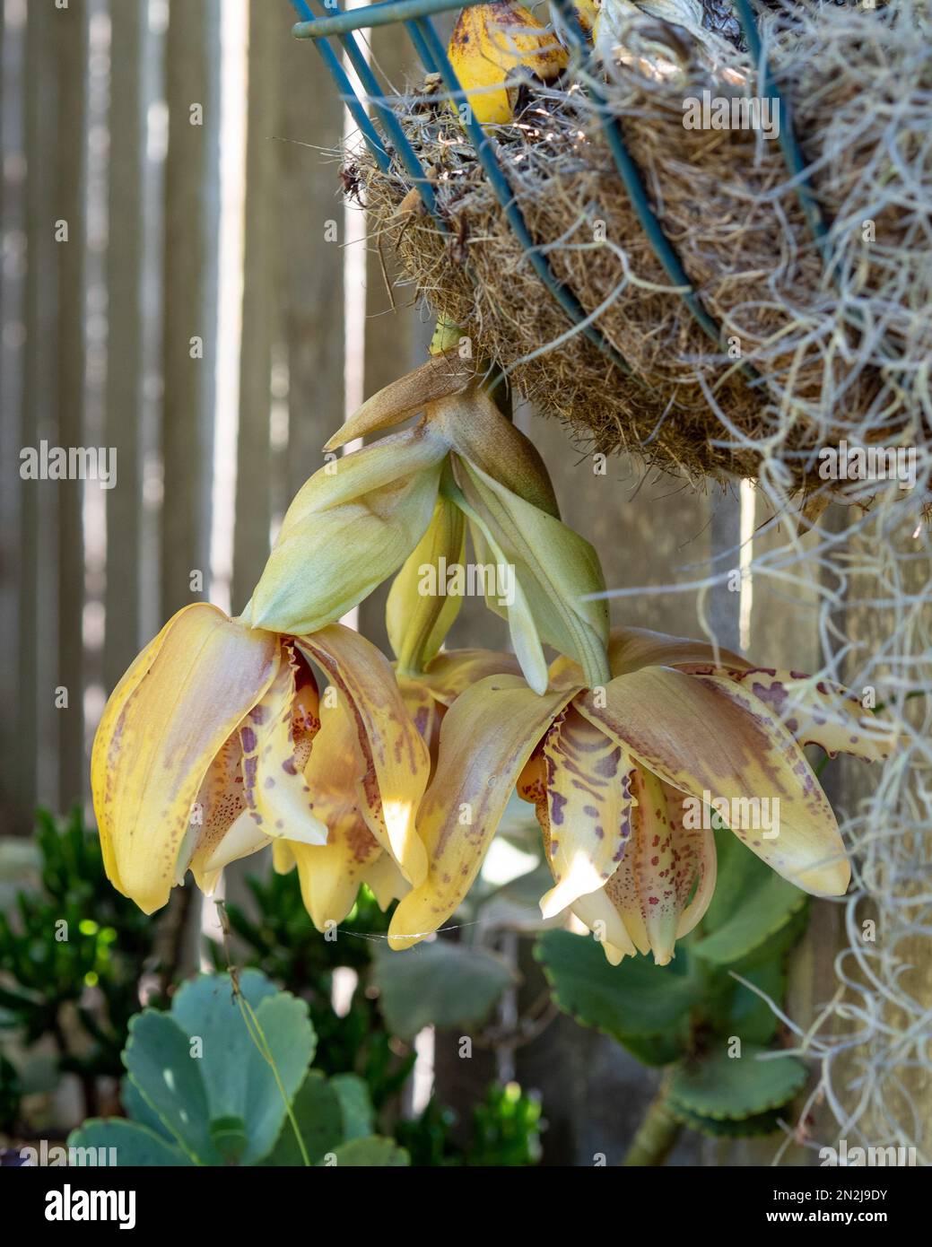 Upside down Orchid flowers, Stanhopea orchids in bloom, growing downwards from a hanging basket Stock Photo