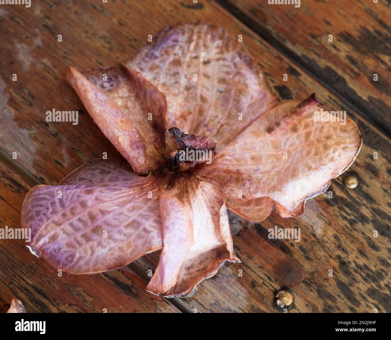 Wilting and dying Vanda Orchid Flowers on the wet deck, Stock Photo Alamy