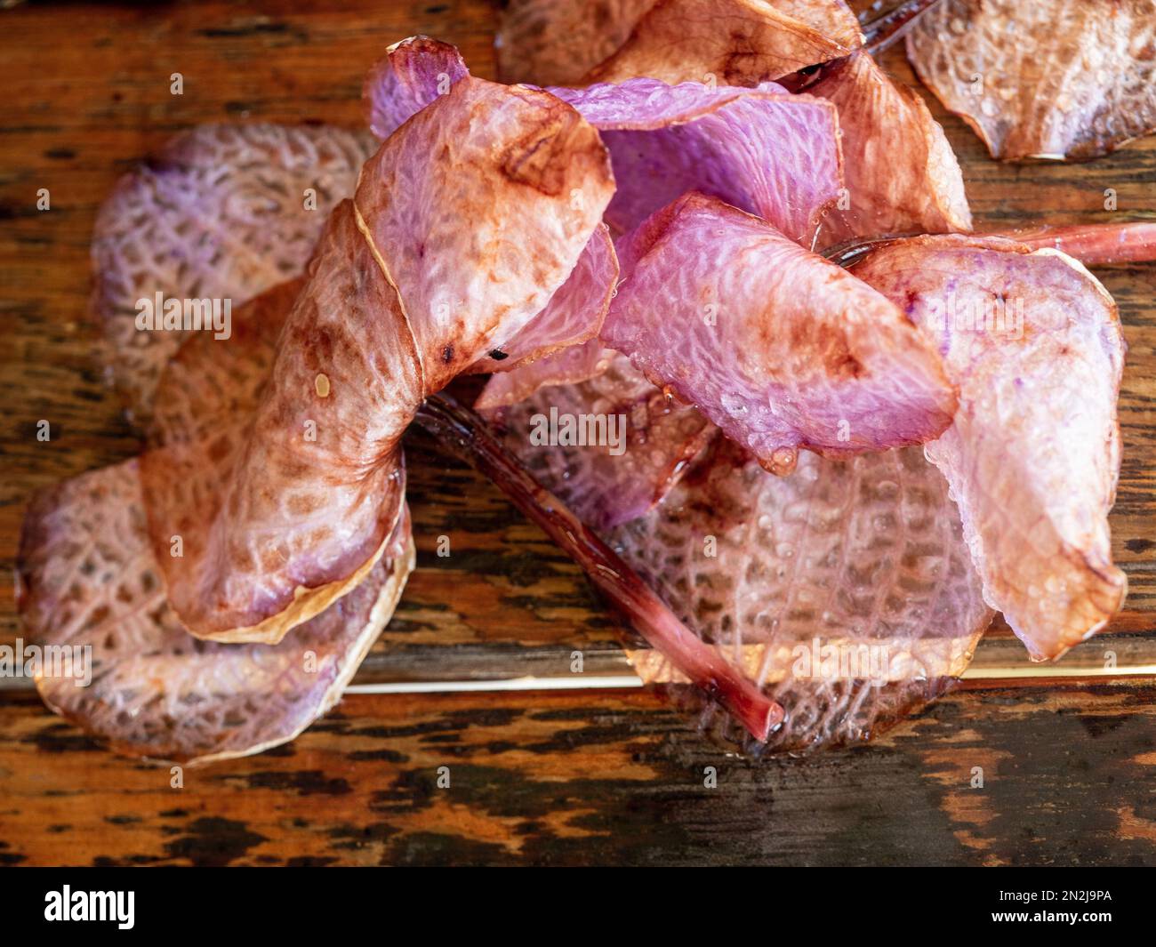 Wilting and dying Vanda Orchid Flowers on the wet deck, Stock Photo Alamy
