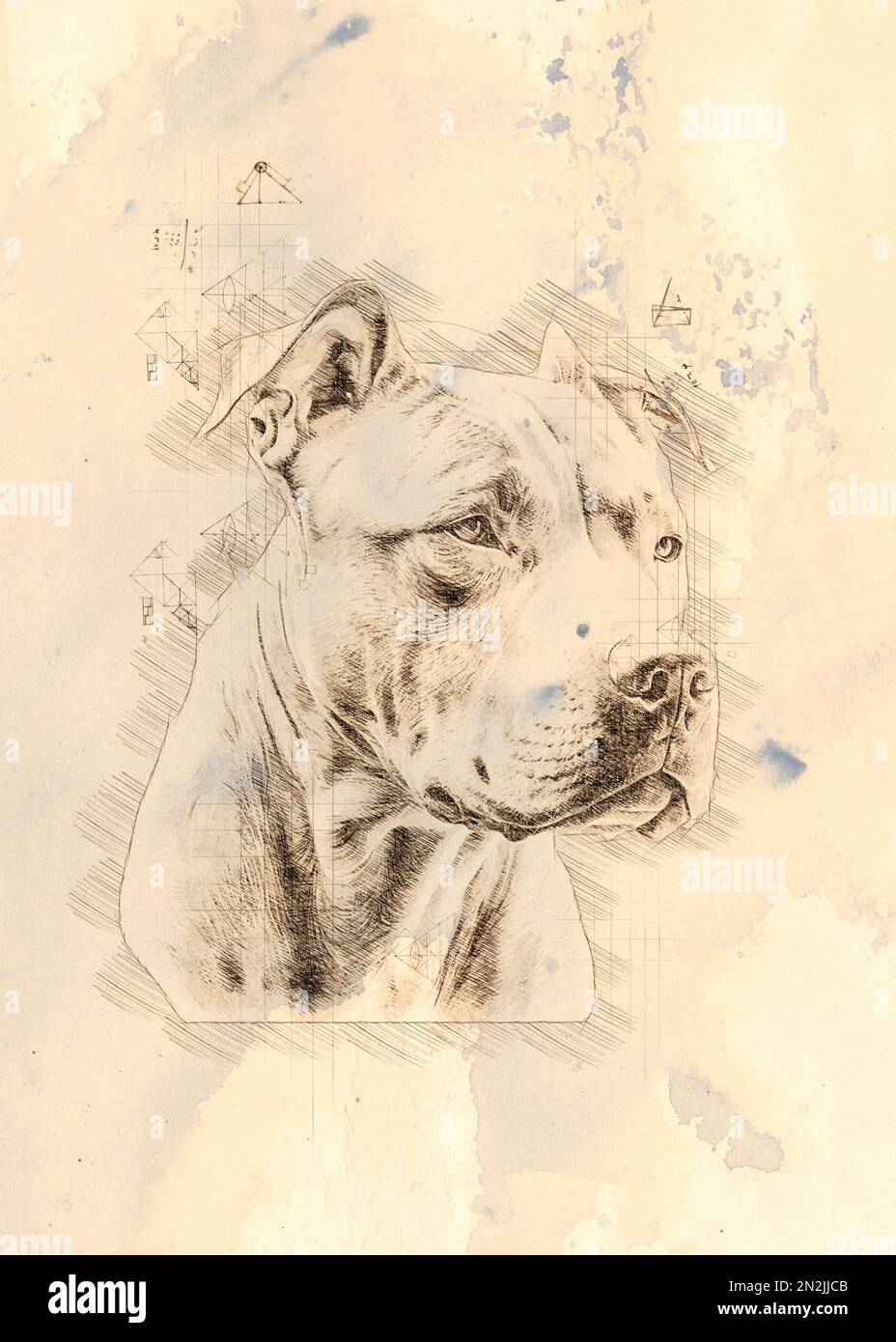 Digital hand drawn illustration or drawing of a pitbull dog Stock Photo