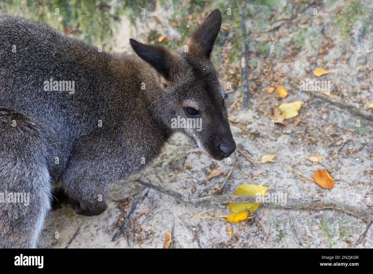 The red-necked wallaby (Notamacropus rufogriseus) macropod marsupial, other names: Bennett's Wallaby, Brush Wallaby, Brush Kangaroo or Red Wallaby, an Stock Photo