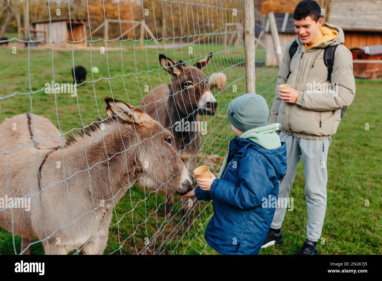 Boy feeding a donkey with hay on the farm. A child is having fun on a