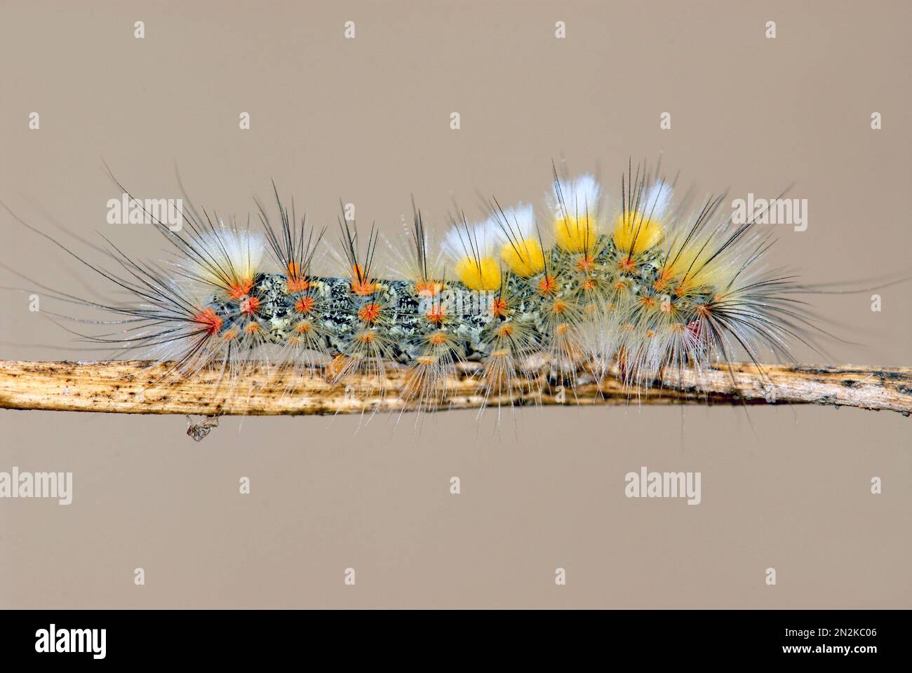 Hairy caterpillar on stem Stock Photo Alamy