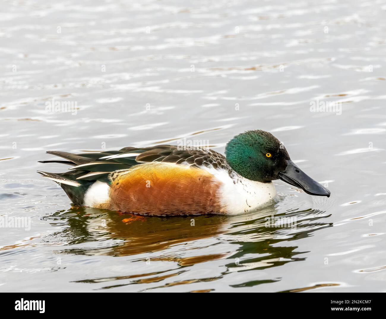 A Northern Shoveler Duck, (Spatula clypeata), on a lake in Fleetwood ...