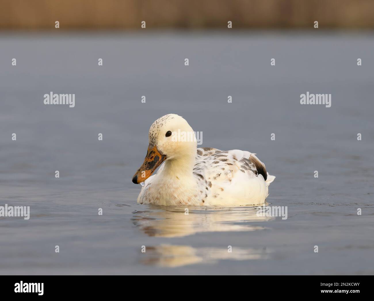 A rare Leucistic Mallard, (anas platyrhynchos), swimming on a lake in Fleetwood, Lancashire, UK. It's colour is a result of a genetic abnormality Stock Photo
