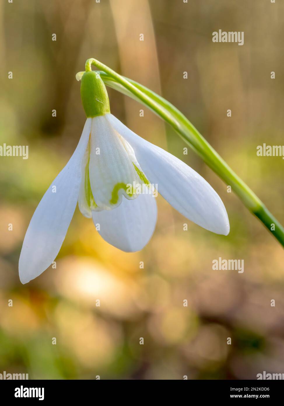 A close up of a single Snowdrop flower, (Galanthus nivalis) Stock Photo