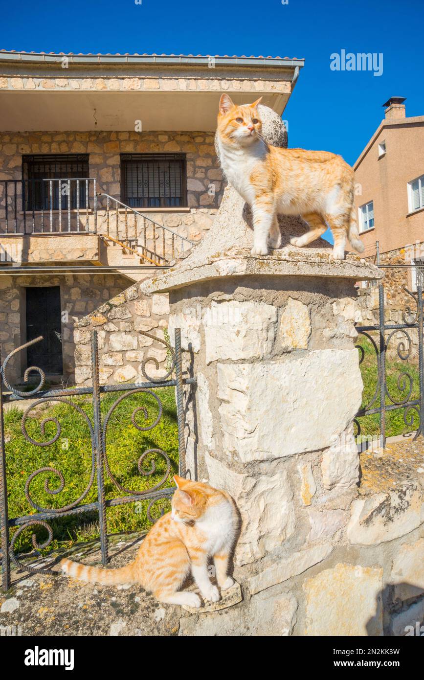 Two tabby and white cats in the street Stock Photo - Alamy