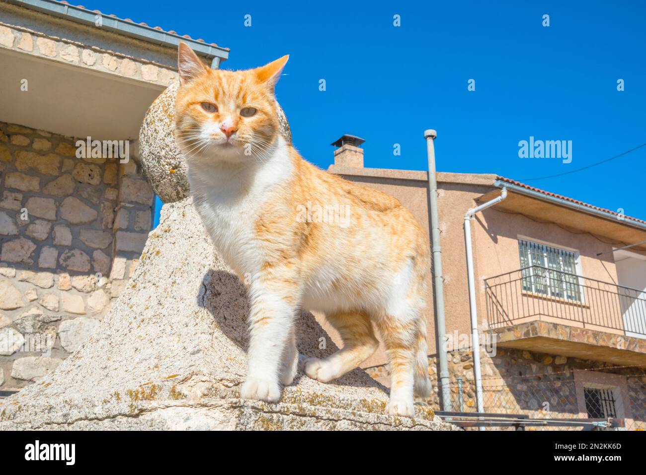Tabby and white cat in the street Stock Photo - Alamy
