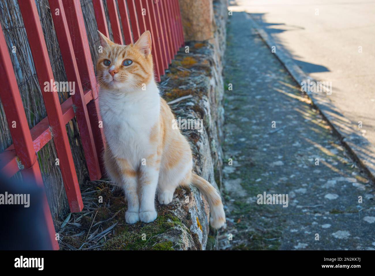Tabby and white cat in the street Stock Photo - Alamy