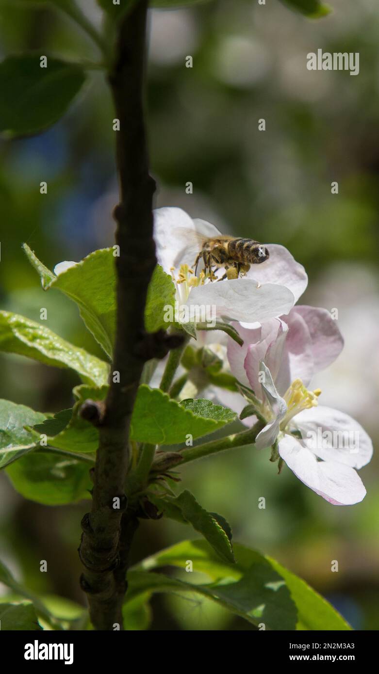 apple tree blooms in the garden. bees collect nectar and pollen Stock