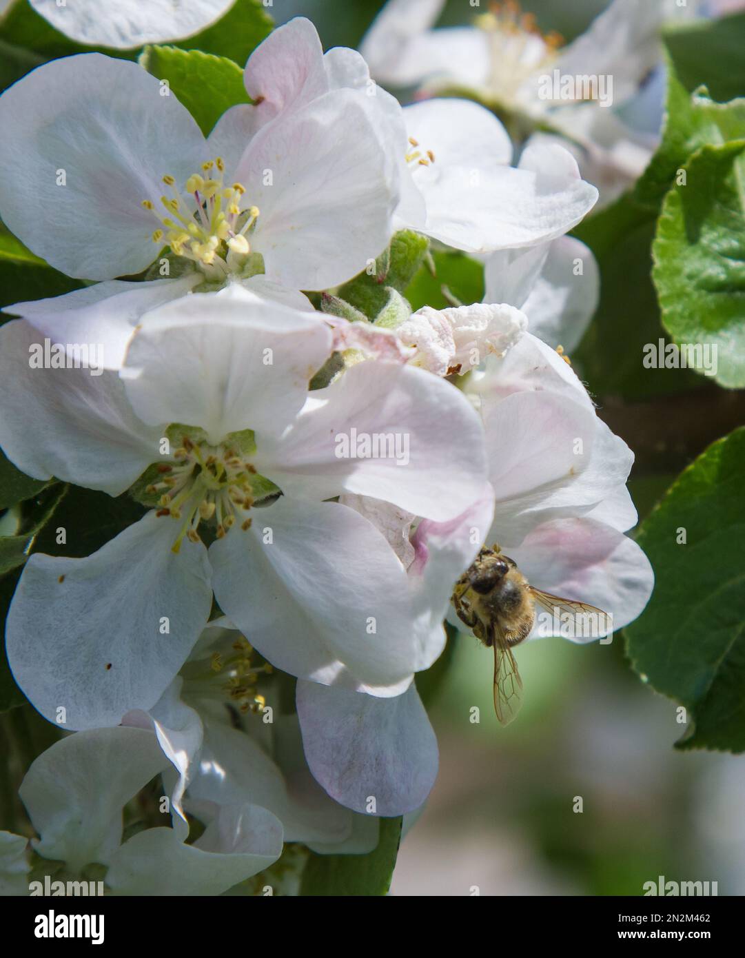 apple tree blooms in the garden. bees collect nectar and pollen Stock