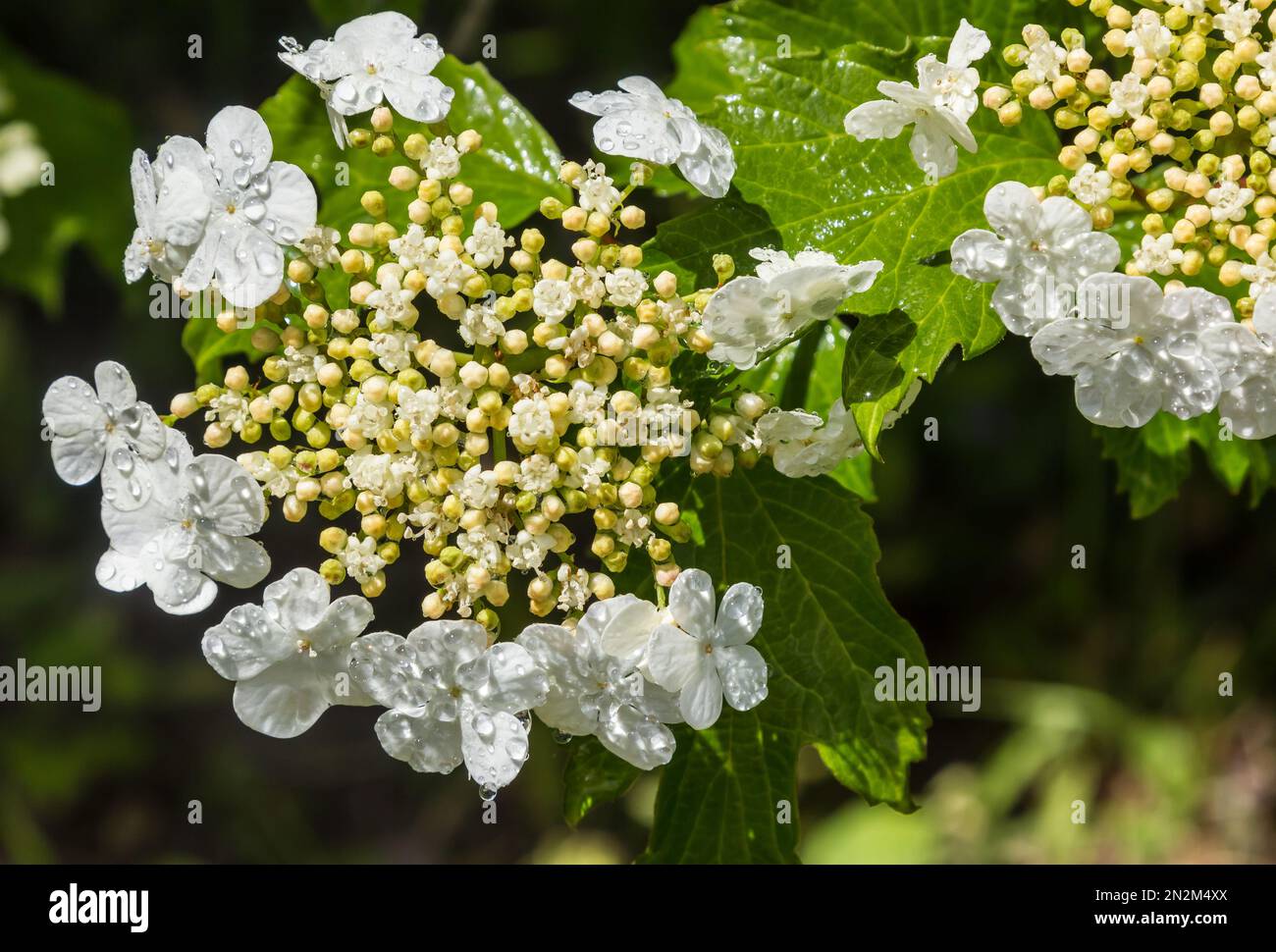 Viburnum flower with green leaves on sky background in sunny weather