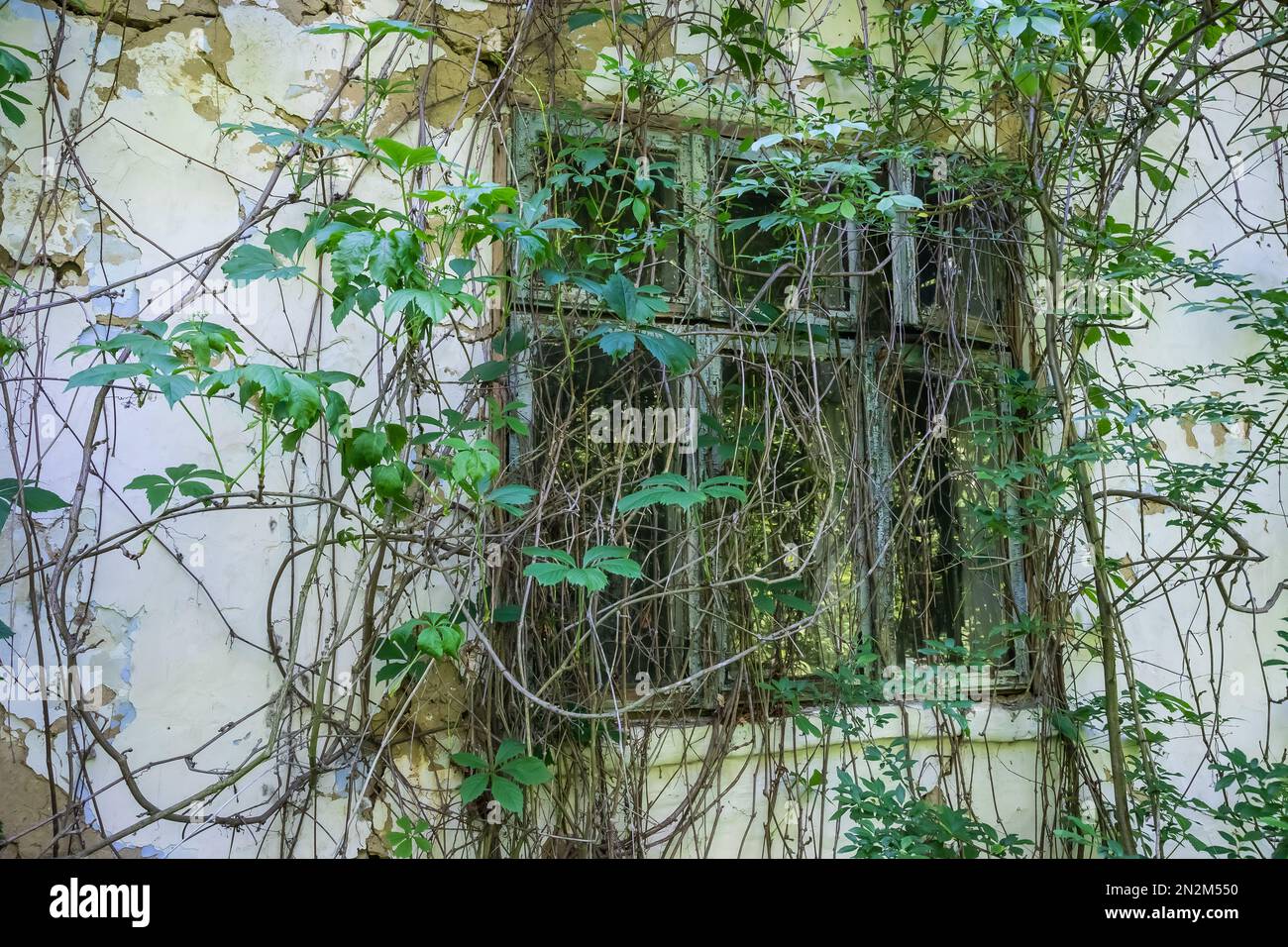 window in an abandoned house cracked vegetation Stock Photo