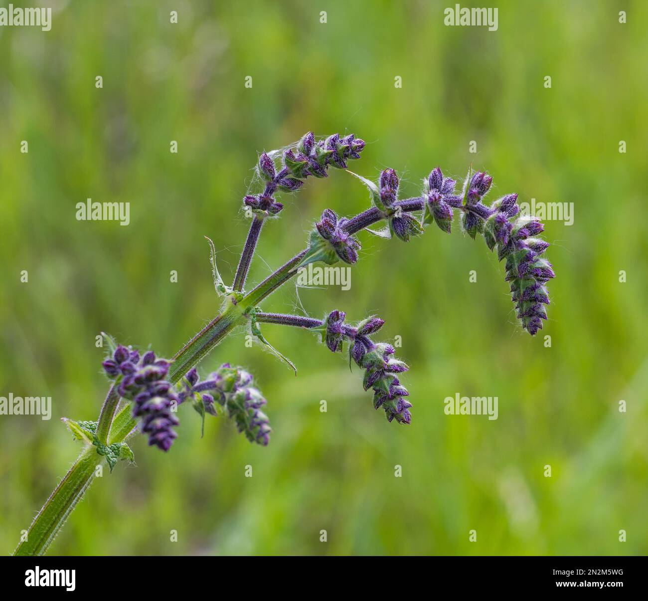 Wildflowers of india hi-res stock photography and images - Alamy
