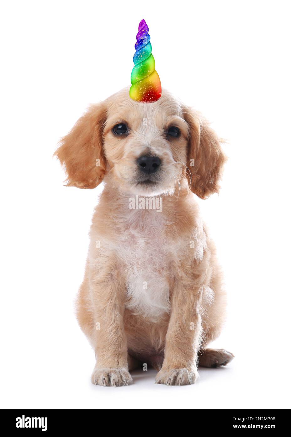 Cute puppy with rainbow unicorn horn on white background Stock Photo