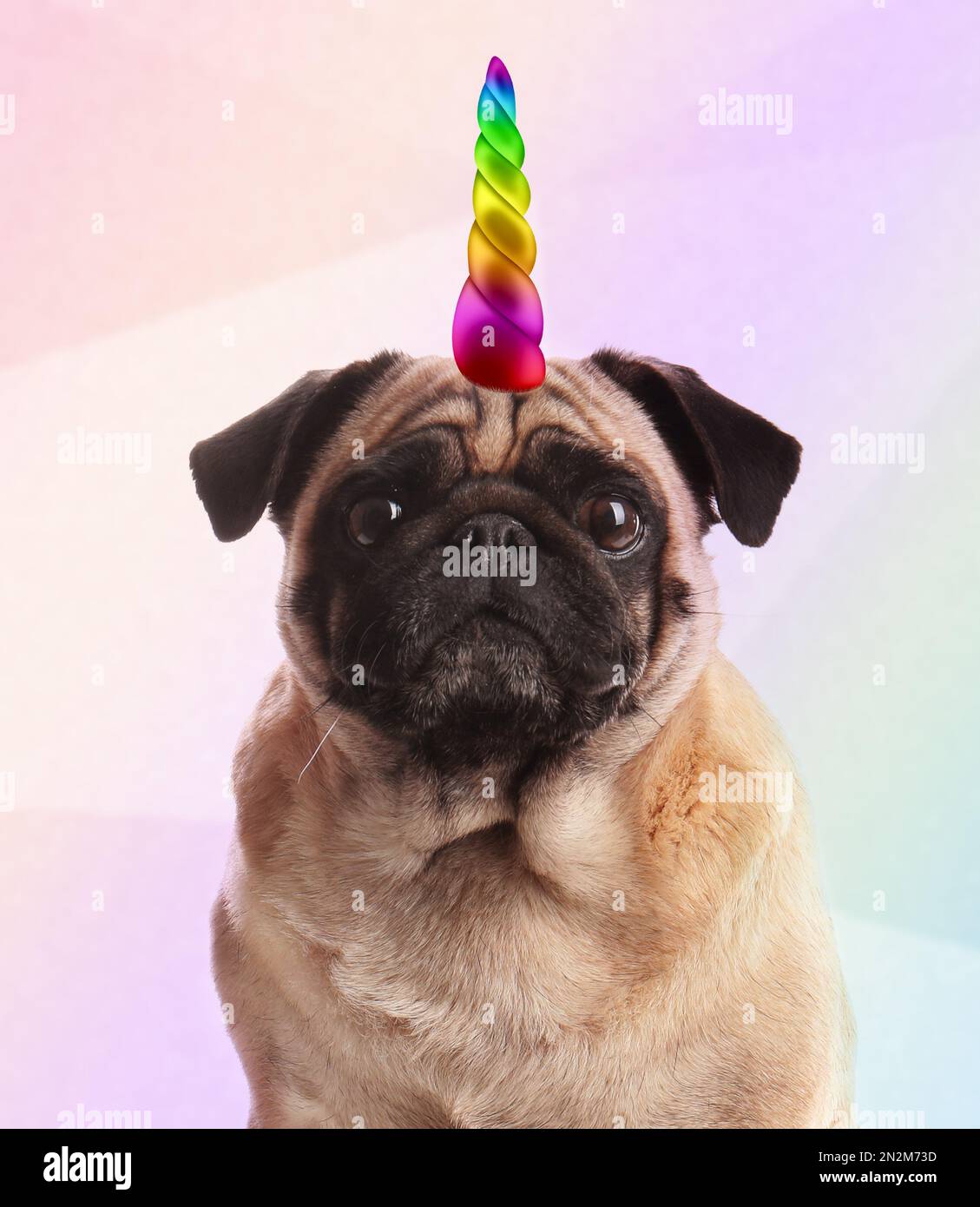 Cute dog with rainbow unicorn horn on color background Stock Photo