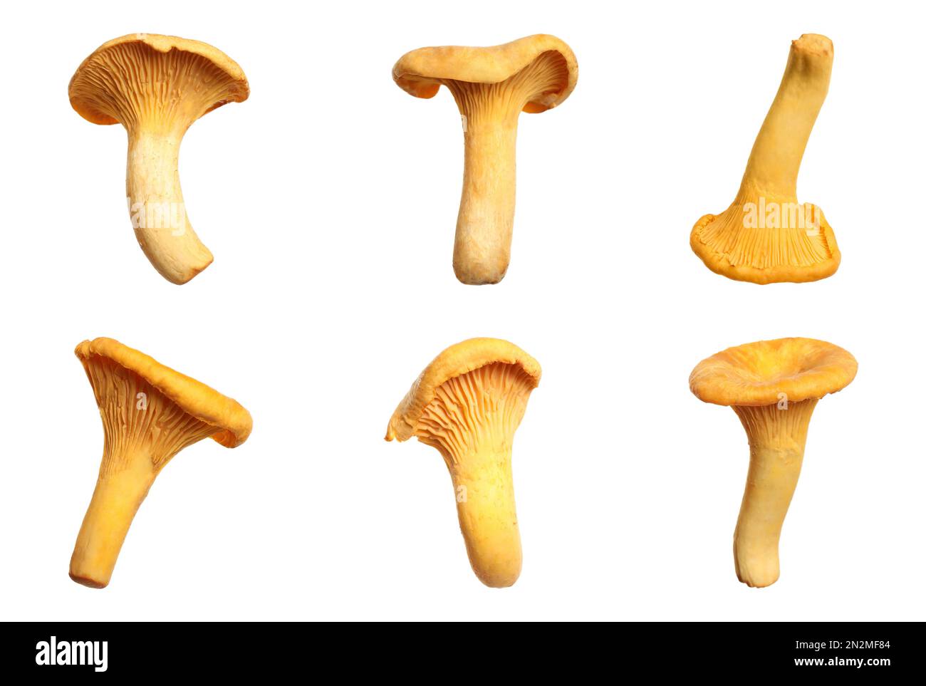 Set of fresh chanterelle mushrooms on white background Stock Photo Alamy