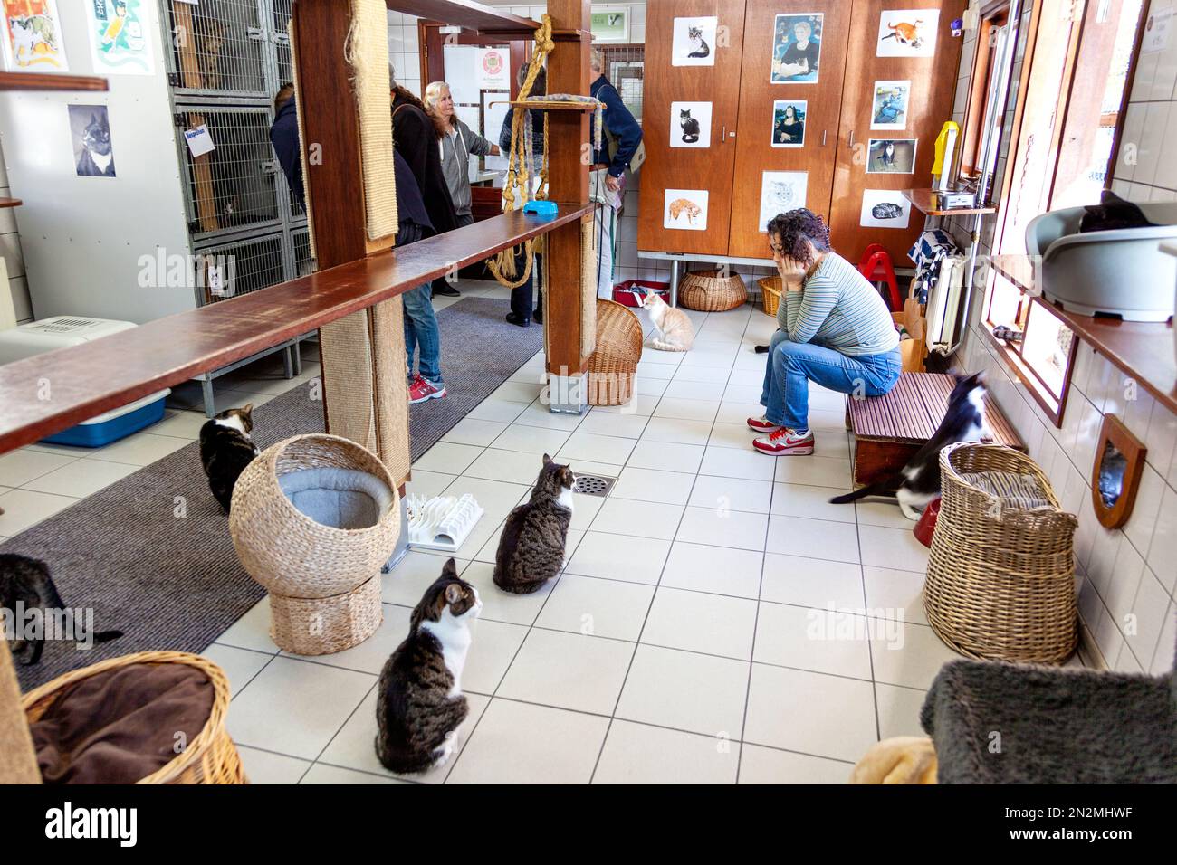 Interior of De Poezenboot cat shelter on a barge, Amsterdam, Netherlands Stock Photo