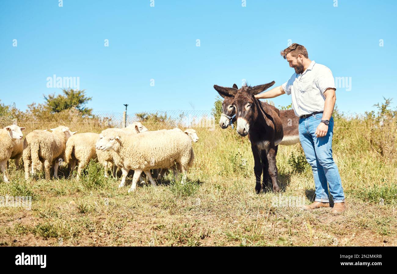 Farming, care and man with cattle on a field for agriculture